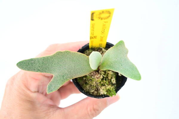 P.willinckii 'Jewel' spored③ @bikamori.com 送料無料(出品者負担) ウィリンキージュエル ビカクシダ