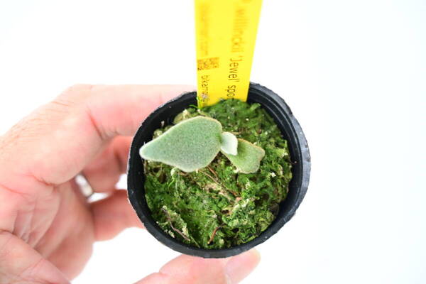 P.willinckii 'Jewel' spored④ @bikamori.com 送料無料(出品者負担) ウィリンキージュエル ビカクシダ