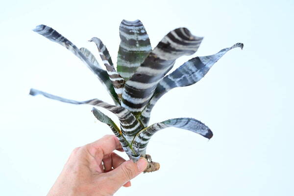 Aechmea chantinii hybrid @bikamori.com送料無料(出品者負担)エクメア・チャンティニー・ハイブリッド