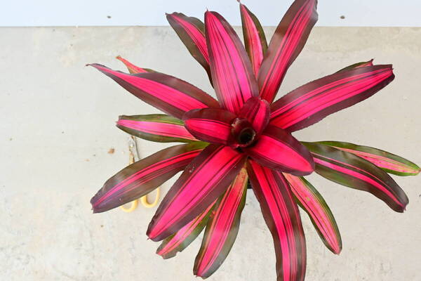 Neoregelia Julia (MK) red clone @bikamori.com送料無料(出品者負担) ネオゲリア ジュリア