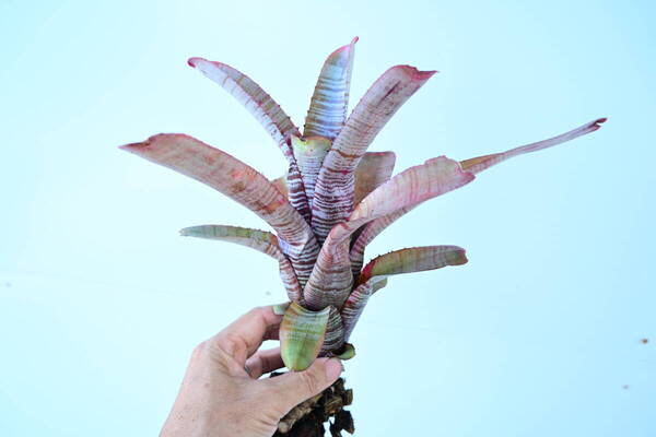 Aechmea nudicaulis 'Parati'② @bikamori.com 送料無料(出品者負担)エクメア・ヌディカウリス・パラティ