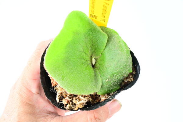 P.andinum TC① @bikamori.com 送料無料(出品者負担) アンディナム ビカクシダ