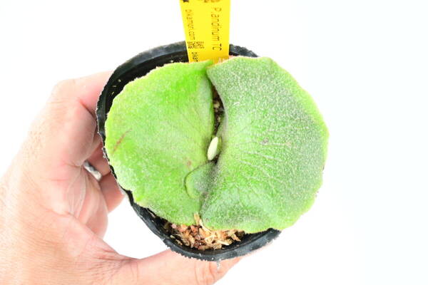 P.andinum TC③ @bikamori.com 送料無料(出品者負担) アンディナム ビカクシダ