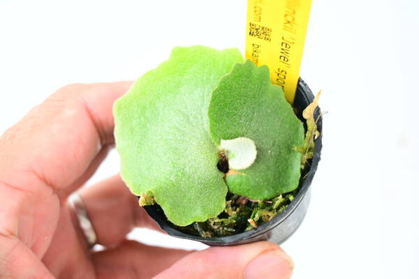 P.willinckii 'Jewel' spored 在庫僅か @bikamori.com 送料無料(出品者負担) ウィリンキージュエル ビカクシダ