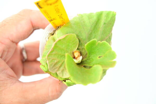 P.ridleyi 'Dwarf Silvery' spored② @bikamori.com 送料無料(出品者負担)リドレイ ドワーフシルベリー ビカクシダ