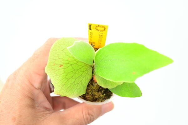 P.bifurcatum 'Popcorn' TC① @bikamori.com 送料無料(出品者負担)ポップコーン ビカクシダ