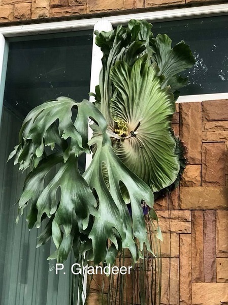 P.Grandeer TC(P.grande × P.ridleyi)③ @bikamori.com 送料無料(出品者負担) グランディアー ビカクシダ