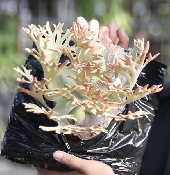 P.willinckii 'OMG' spored⑦ @bikamori.com 送料無料(出品者負担) オーエムジー ビカクシダ