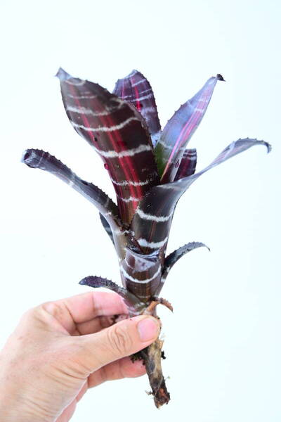 Aechmea chantinii 'Roberto Menescal' @bikamori.com 送料無料(出品者負担) エクメア・チャンティニー・ロベルト・メネスカル