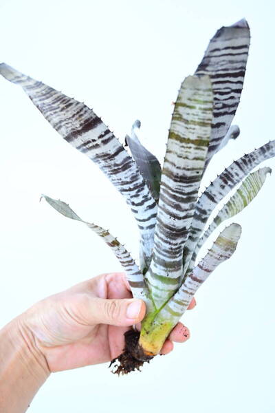 Aechmea chantinii 'Ebony'② @bikamori.com 送料無料(出品者負担)エクメア・チャンティニー・エボニー