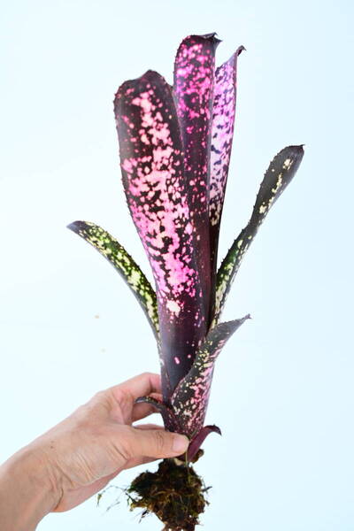 Billbergia sp② @bikamori.com 送料無料(出品者負担) ビルベルギア ラベル落ち