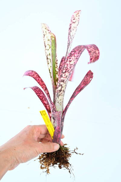 Billbergia 'Casa Blanca' @bikamori.com 送料無料(出品者負担) ビルベルギア カサブランカ