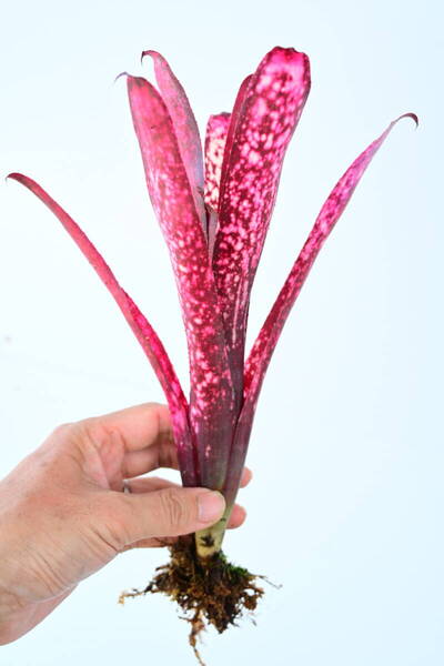 Billbergia sp③ @bikamori.com 送料無料(出品者負担) ビルベルギア ラベル落ち
