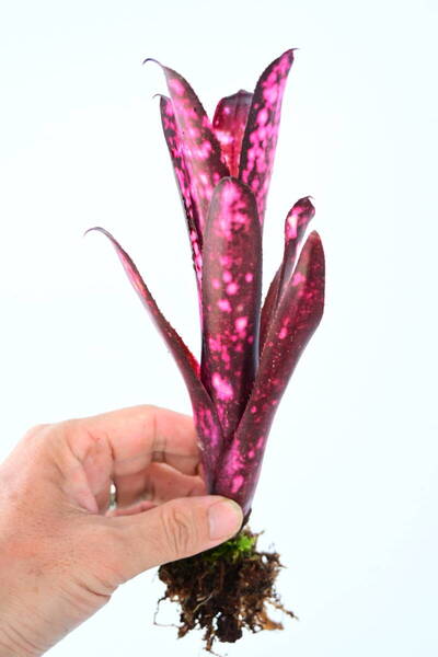 Billbergia 'Hallelujah' @bikamori.com 送料無料(出品者負担)ビルベルギア ハレルヤ