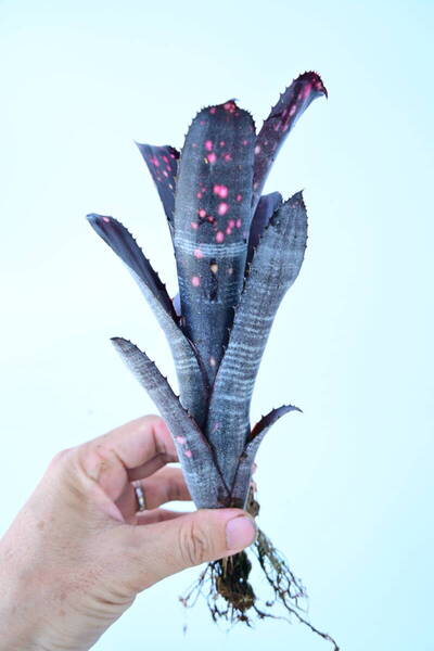 Billbergia 'Smokestack' @bikamori.com 送料無料(出品者負担)ビルベルギア スモークスタック