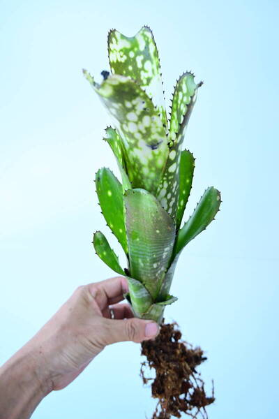 Billbergia 'Domingos Martins hybrid' @bikamori.com 送料無料(出品者負担) ビルベルギア ドミンゴス マーティンス ハイブリッド