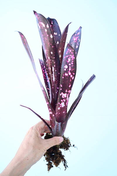 Billbergia 'Hallelujah'① @bikamori.com 送料無料(出品者負担) ビルベルギア ハレルヤ