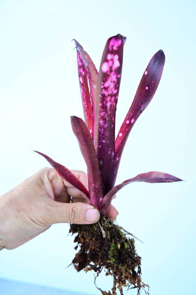 Billbergia 'Hallelujah'② @bikamori.com 送料無料(出品者負担) ビルベルギア ハレルヤ