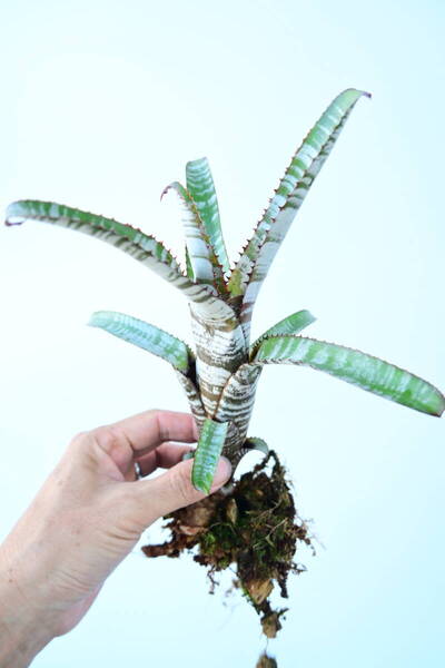 Aechmea nudicaulis 'Frosty The Snowman'② @bikamori.com 送料無料(出品者負担)エクメア・ヌディカウリス・フロスティーザスノーマン