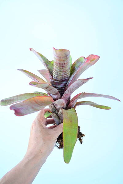 Aechmea nudicaulis 'Parati'① @bikamori.com 送料無料(出品者負担)エクメア・ヌディカウリス・パラティ