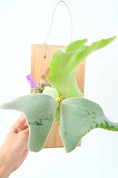 P.andinum TC⑥ @bikamori.com 送料無料(出品者負担) アンディナム ビカクシダ