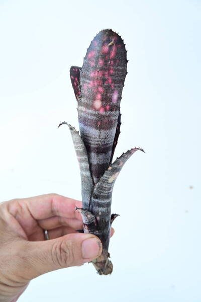 Billbergia 'Smokestack' @bikamori.com 送料無料(出品者負担)ビルベルギア スモークスタック
