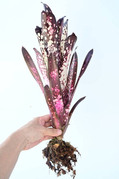 Billbergia 'Hallelujah'① @bikamori.com 送料無料(出品者負担)ビルベルギア ハレルヤ