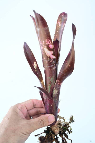 Billbergia 'Hallelujah'② @bikamori.com 送料無料(出品者負担)ビルベルギア ハレルヤ