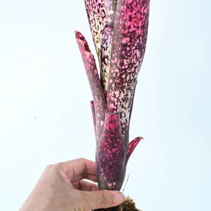 Billbergia sp① @bikamori.com 送料無料(出品者負担) ビルベルギア ラベル落ち