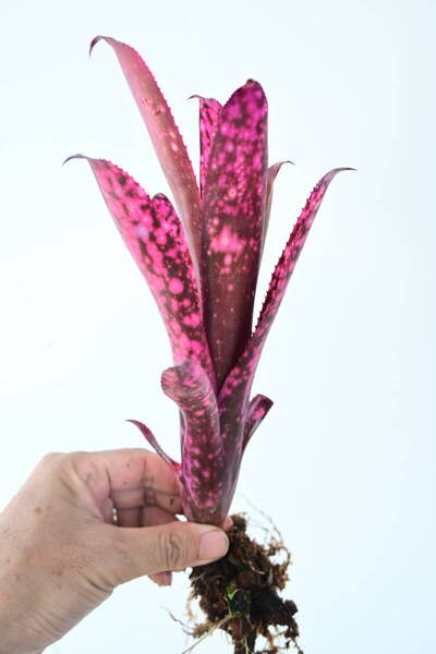 Billbergia sp② @bikamori.com 送料無料(出品者負担) ビルベルギア ラベル落ち