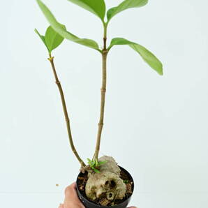 Hydnophytum formicarum Jack 在庫僅か @bikamori.com 送料無料(出品者負担) フィドノフィツム