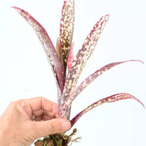 Billbergia 'Casa Blanca'② @bikamori.com 送料無料(出品者負担) ビルベルギア カサブランカ