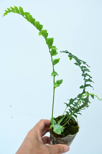 Lecanopteris depariodes③ bikamori.com 送料無料(出品者負担) レカノプテリス デパリオイデス