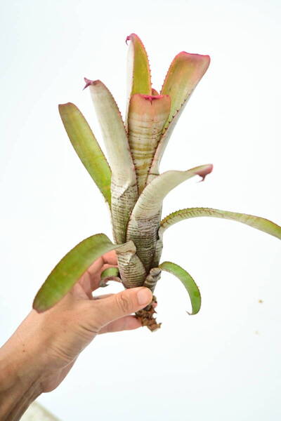 Aechmea nudicaulis 'Frosty The Snowman'② @bikamori.com 送料無料(出品者負担) エクメア・ヌディカウリス・フロスティーザスノーマン