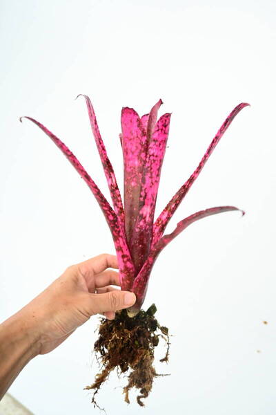 Billbergia sp @bikamori.com 送料無料(出品者負担)ビルベルギア ラベル落ち