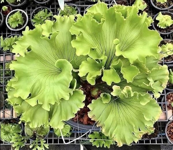 P.ridleyi 'Monkey King' TC② @bikamori.com 送料無料(出品者負担) ビカクシダ リドレイ モンキーキング