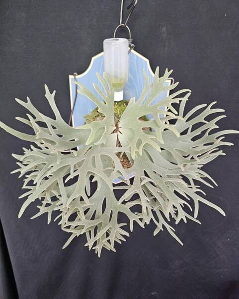P.willinckii 'Bacteira' spored⑦ @bikamori.com 送料無料(出品者負担) バクテリア ビカクシダ