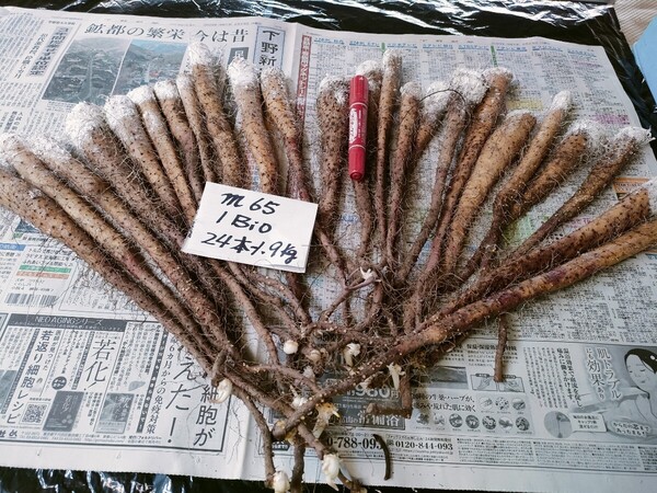 ◎m‐65☆1年バイオ(1BIO)自然薯種芋・じねんじょ種芋・23本・1.9㎏・芽無し含む