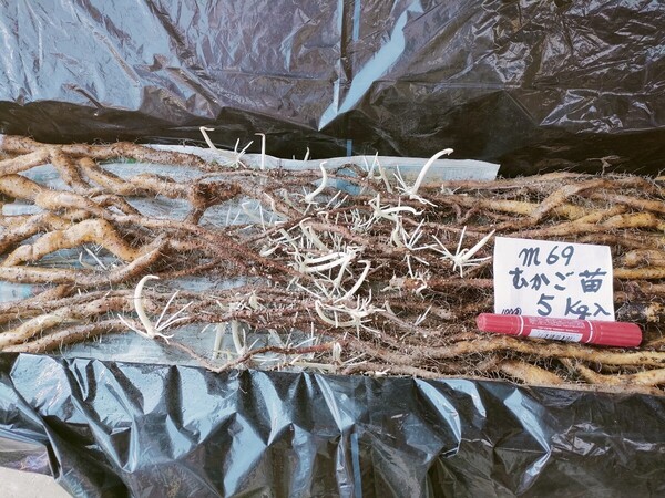 m69むかご一本苗・5㎏・目安100本・直ぐに定植出来ます。