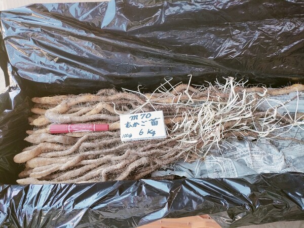 m70むかご一本苗・6㎏・目安100本・直ぐに定植出来ます。