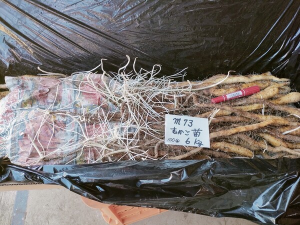 m73むかご一本苗・6㎏・目安100本・直ぐに定植出来ます。