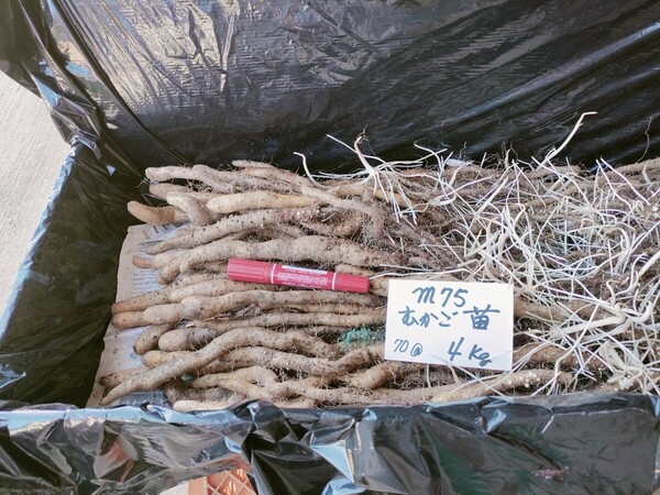 m75むかご一本苗・4㎏・目安70本・直ぐに定植出来ます。