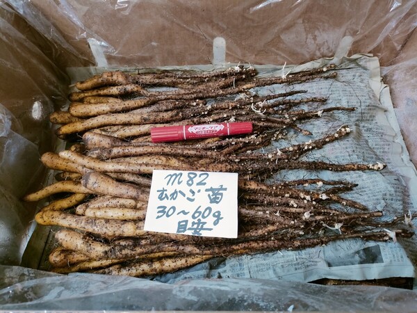 mn82・15本・むかご一本苗・目安30~60gの種芋・自然薯種芋・殺菌剤処理済!