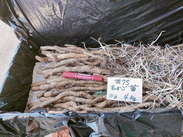 m75むかご一本苗・4㎏・目安70本・直ぐに定植出来ます。