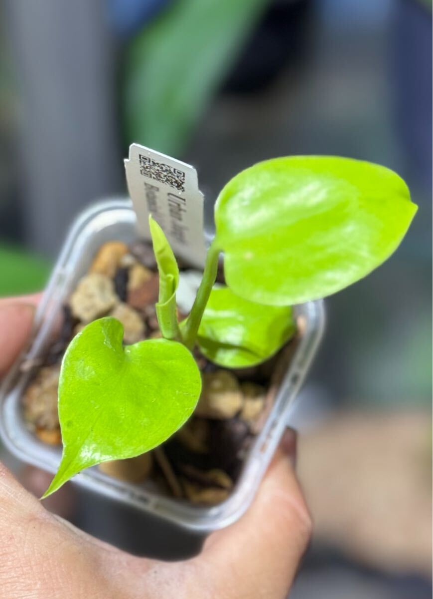 Yahoo!オークション -「leaf」(モンステラ) (観葉植物)の落札相場