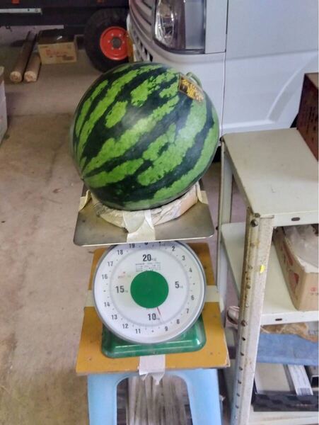 送料無料 熊本県植木町 吉永農園 金色羅皇1玉約10kg 家庭用 黄色すいか③