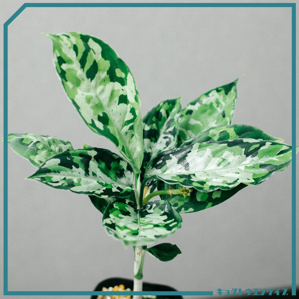 アグラオネマ ピクタム　Aglaonema pictum Aglaonema pictum tricolor アグラオネマ ピクタム トリカラー