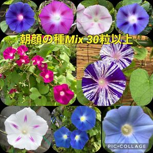 朝顔の種 ミックス
