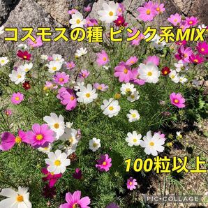 コスモス ピンク系ミックスの種