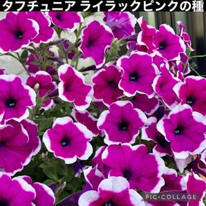 タフチュニア ライラックピンクの種